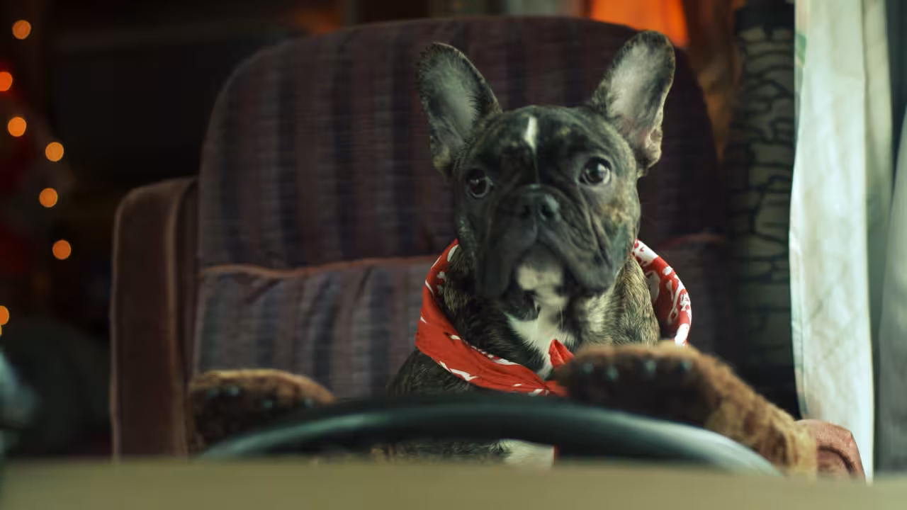 Death Road to Canada: Good Boy / Max project thumbnail